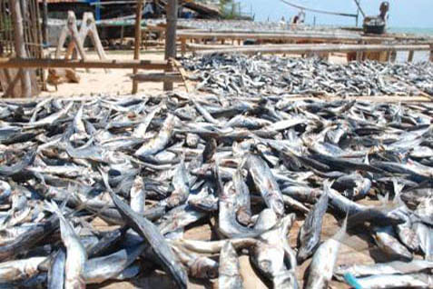  Bau Ikan Ganggu Wisatawan di Pantai Manggar